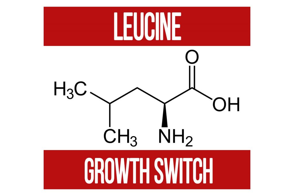 Leucine “THE” Growth Switch