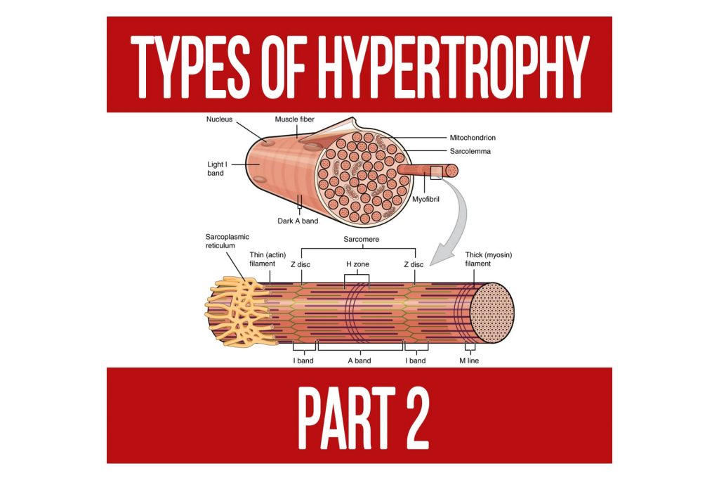 Types of Hypertrophy Part 2
