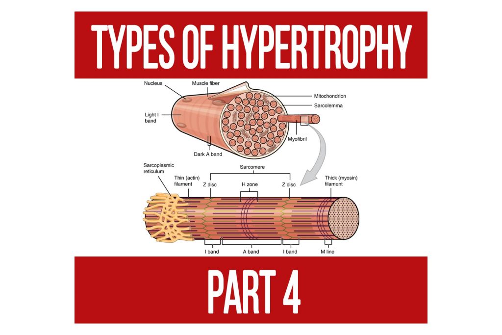 Types of Hypertrophy Part 4