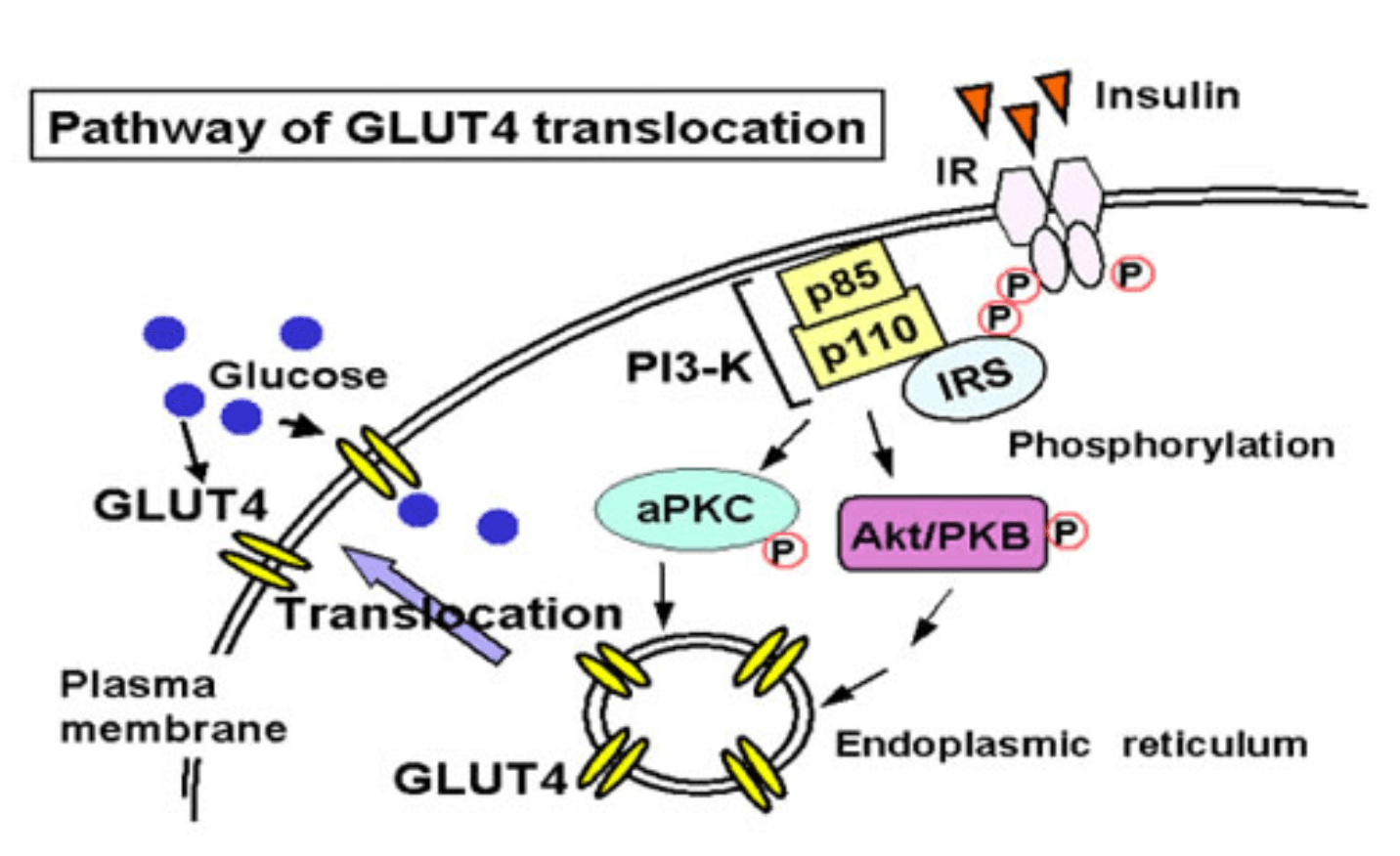 pathway of glut4 translocation for transporting carbohydrates into a cell