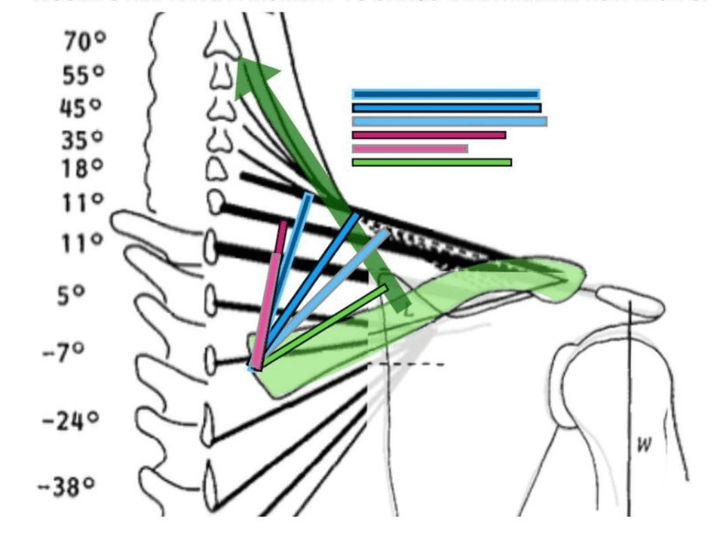 Data On Traps Part 1: Muscle Fiber Type & Function - N1 Training